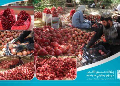 Over $10.5m pomegranates exported from Kandahar this year