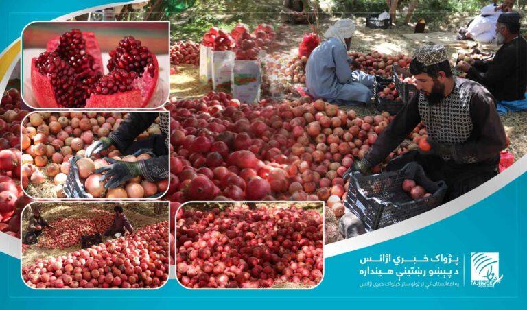 له کندهاره سږ کال د څه باندې ۱۰،۵ میلیون ډالرو په ارزښت انار صادر شوي