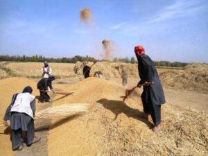 Afghanistan produce 447,000MT of rice this year