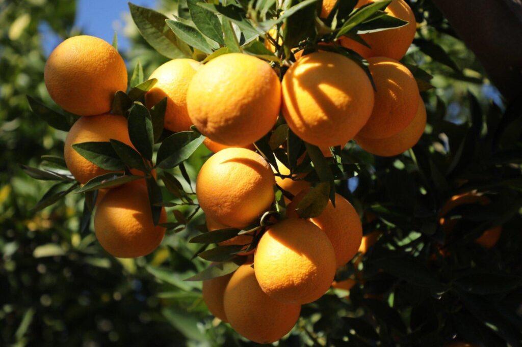 Sweet orange yield to exceed 2200MT this year: MoAIL