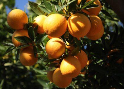 Sweet orange yield to exceed 2200MT this year: MoAIL