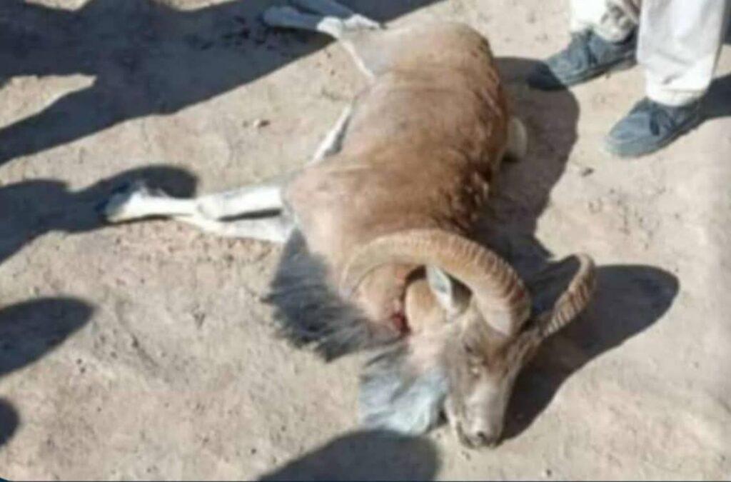 غزني کې د وحشي ژوو د ښکار په تور درې کسان نیولي شوي