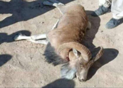غزني کې د وحشي ژوو د ښکار په تور درې کسان نیولي شوي