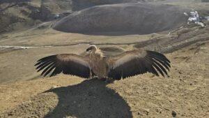 ده‌ها بال پرندۀ کمیاب در بامیان دوباره به آغوش طبیعت رها گردید