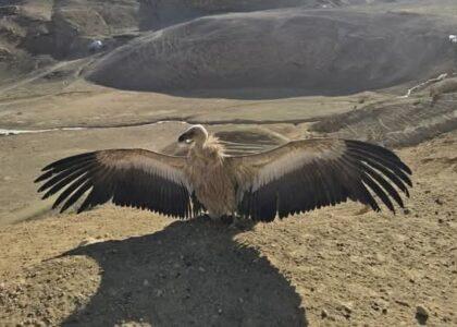 ده‌ها بال پرندۀ کمیاب در بامیان دوباره به آغوش طبیعت رها گردید