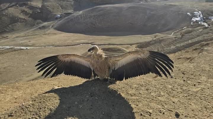 ده‌ها بال پرندۀ کمیاب در بامیان دوباره به آغوش طبیعت رها گردید