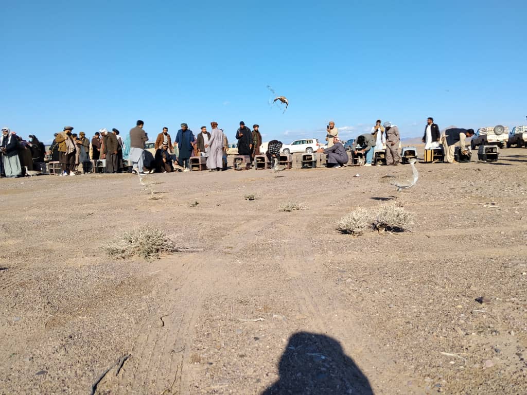 مؤسسهٔ خیریهٔ الغرافه قطر ۷۰۰ بال پرندهٔ طوقدار را در فراه به طبیعت رها کرد