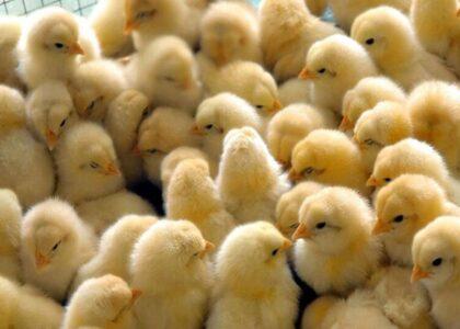 Imports of 1-day-old chicks from Iran resumed