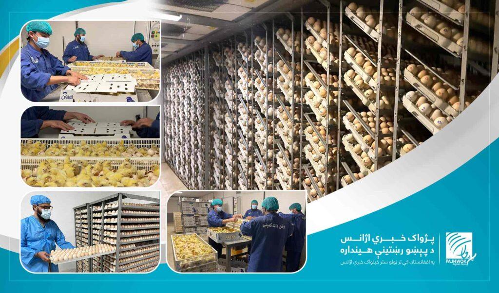 کندهار کې هره میاشت نږدې دوه میلیونه چرګوړي تولیدېږي