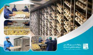 Nearly 2m chick hatched in Kandahar every month