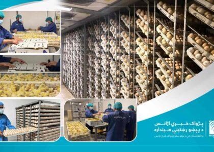 Nearly 2m chick hatched in Kandahar every month