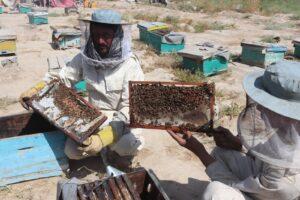 Kandahar exports 2.5 tonnes of honey to Turkey, other countries