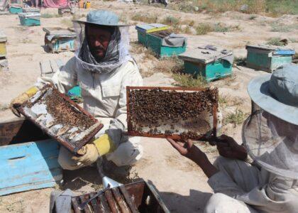 Kandahar exports 2.5 tonnes of honey to Turkey, other countries