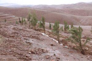 Herat municipality launches campaign to plant 28,000 saplings