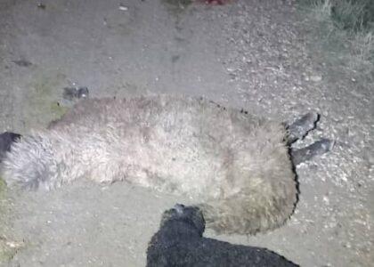 رویداد ترافیکی در شاهراه شبرغا – مزارشریف؛ ۳۰ رأس مواشی تلف گردید