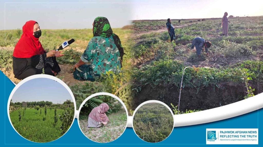 Women farmers in Jawzjan power families, local economy