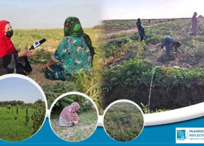 Women farmers in Jawzjan power families, local economy