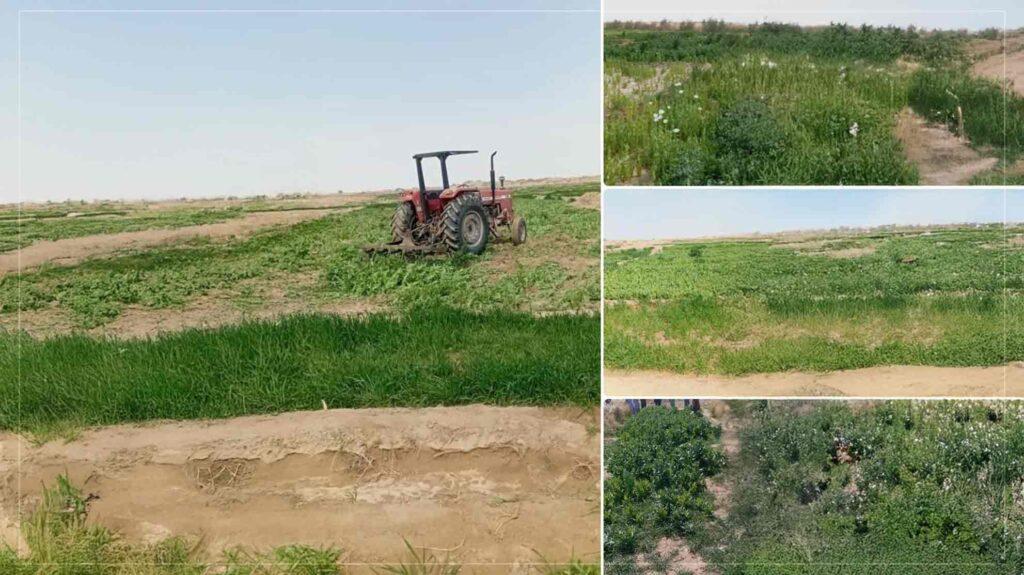 یازده جریب مزرعۀ کوکنار در نیمروز تخریب شد