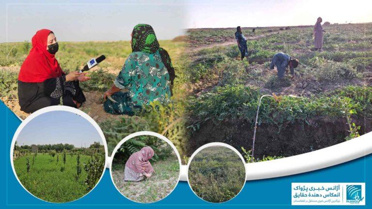 برخی زنان زراعت‌پیشه و مالدار در جوزجان ستون اقتصاد خانواده‌های‌شان شده‌اند