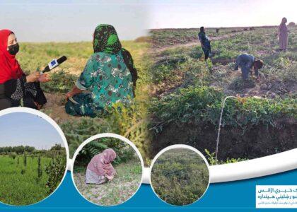 جوزجان کې ځینې کروندګرې او مالدارې ښځې د خپلو کورنیو د اقتصاد ستنې ګرځېدلې دي