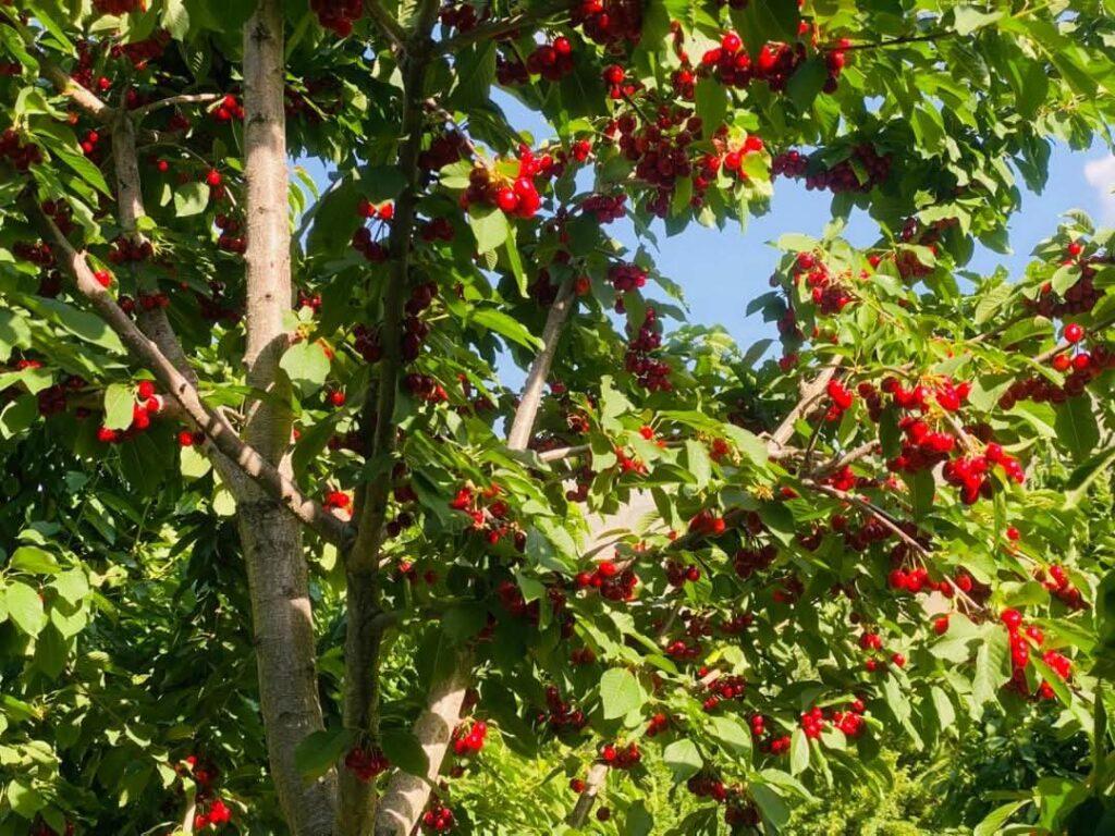 یک‌ هزار جریب زمین برای ساخت سردخانه‌های معیاری در پنجشیر اختصاص داده شد