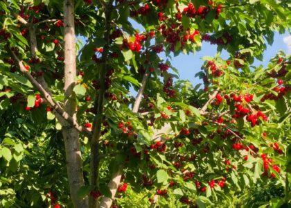 یک‌ هزار جریب زمین برای ساخت سردخانه‌های معیاری در پنجشیر اختصاص داده شد