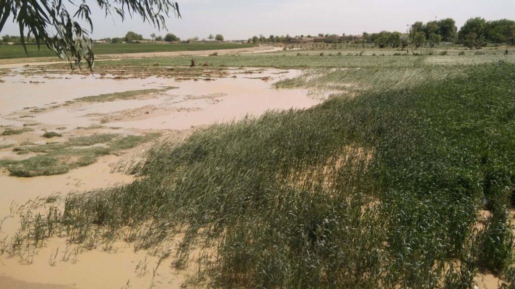 اېف‌اې‌او: وروستي ورښتونو افغانستان کې للمي کښتونو ته زمینه برابره کړې ده