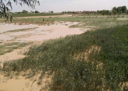Rainfall boosts soil moisture, supports Afghan rain-fed crops: FAO