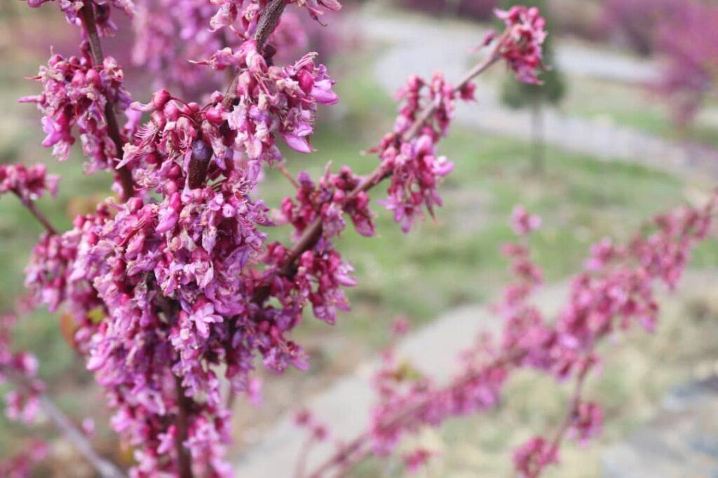 پروان کې د ارغوان ګل کلنۍ مشاعره ترسره شوه