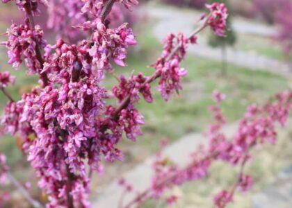 پروان کې د ارغوان ګل کلنۍ مشاعره ترسره شوه