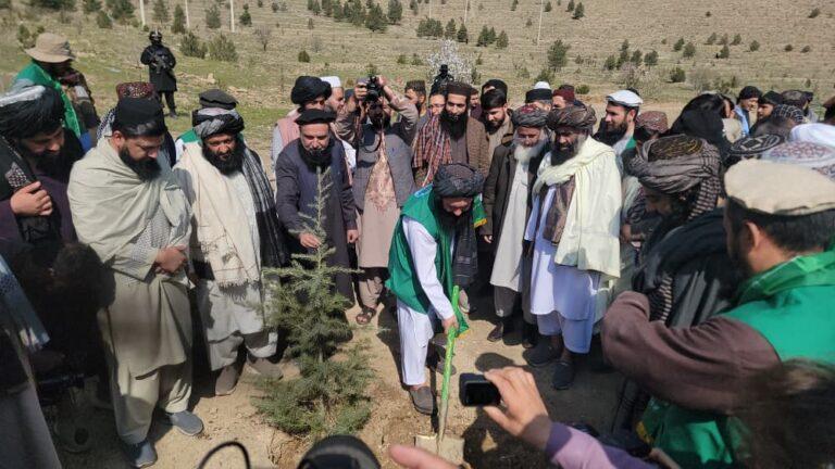 په راتلونکي نوي کال کې په ټول هېواد کې نږدې ۱۹ میلیون نیالګي اېښودل کېږي