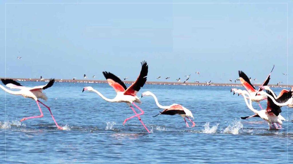 آغاز فصل عبور پرنده‌گان مهاجر؛ تأکید بر جلوگیری از شکار در چندین ولایت کشور