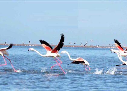 آغاز فصل عبور پرنده‌گان مهاجر؛ تأکید بر جلوگیری از شکار در چندین ولایت کشور