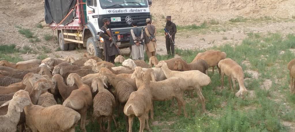 دو تن به اتهام سرقت ۵۰ رأس مواشی در بادغیس بازداشت شدند