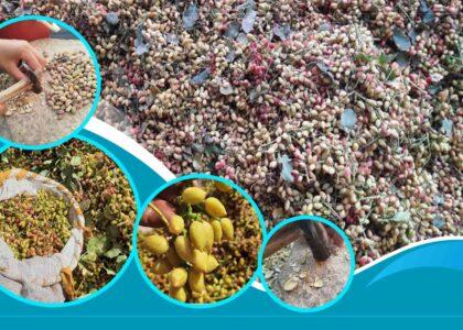 Badghis pistachios hold high economic potential, need investment: Experts