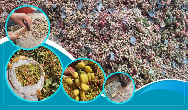 Badghis pistachios hold high economic potential, need investment: Experts