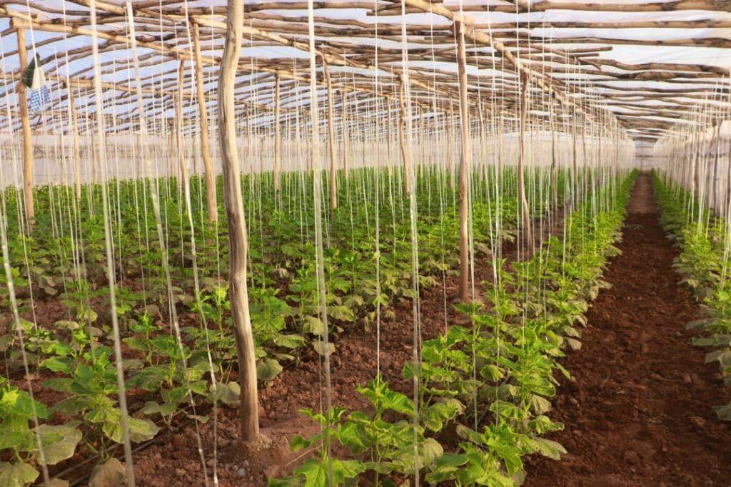 در هرات چهار هزار گل‌خانهٔ فعال وجود دارد