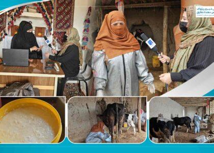 Woman-led dairy farm in Jawzjan creates jobs opportunities
