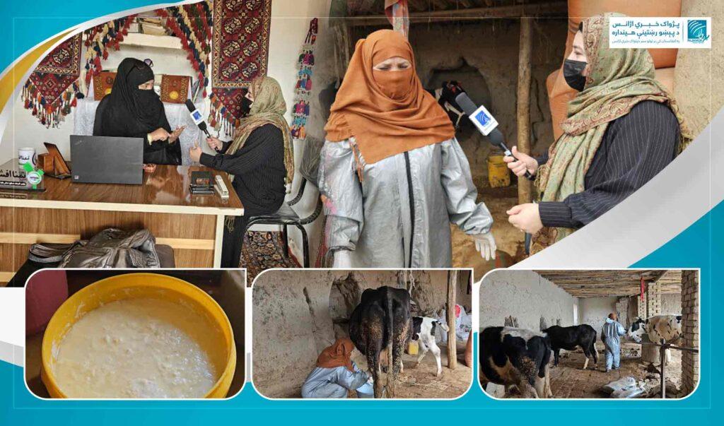 جوزجان کې د یوې ښځې له ‌خوا د غواګانو جوړ شوی فارم؛ د لبنیاتو له تولیده تر کارموندنې پورې