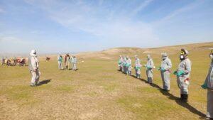 هجوم ملخ‌ها در بادغیس؛ نگرانی دهقانان و آغاز کمپاین مبارزه