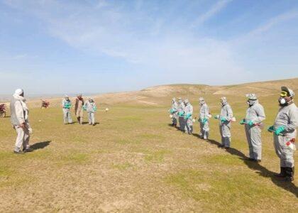Locust outbreak in Badghis; control campaign launched