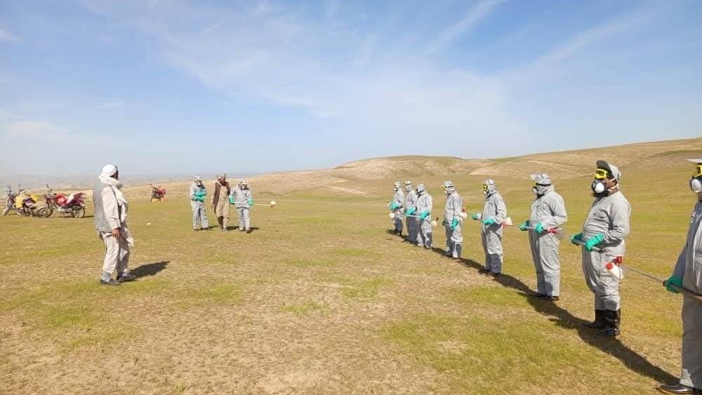 Locust outbreak in Badghis; control campaign launched