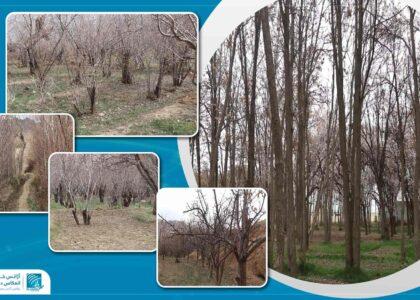 برخی دهقانان در غزنی خواهان نهال‌های مقاوم و تخم‌های اصلاح‌شده در برابر خشک‌سالی هستند