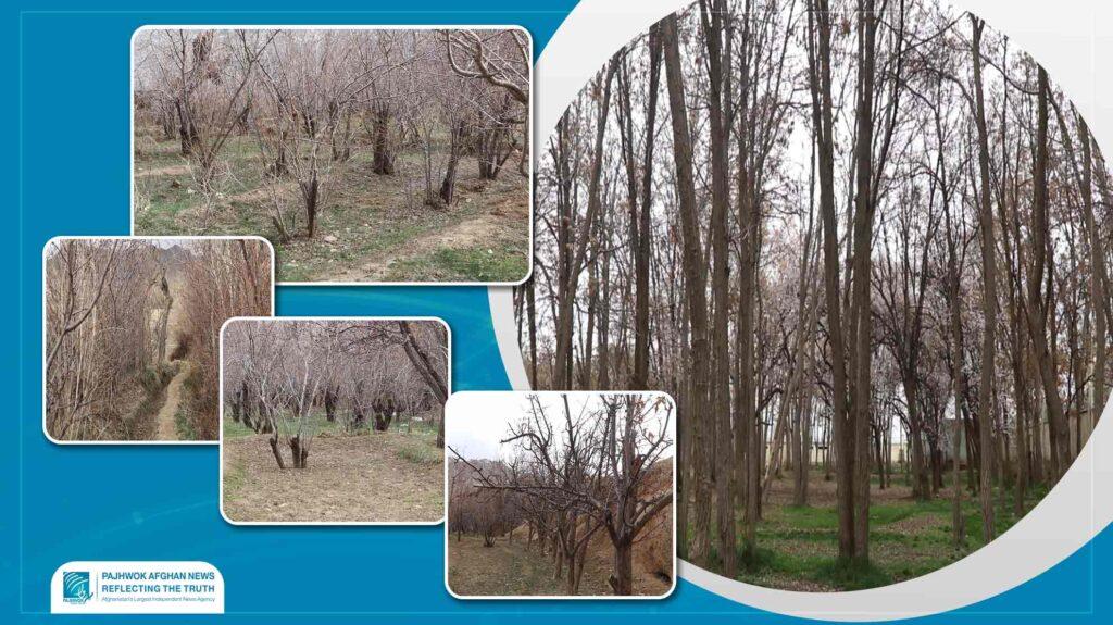 Ghazni farmers seek drought-resistant saplings, improved seeds