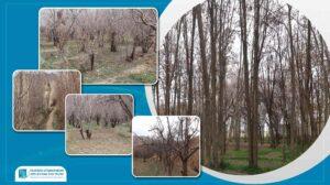 Ghazni farmers seek drought-resistant saplings, improved seeds
