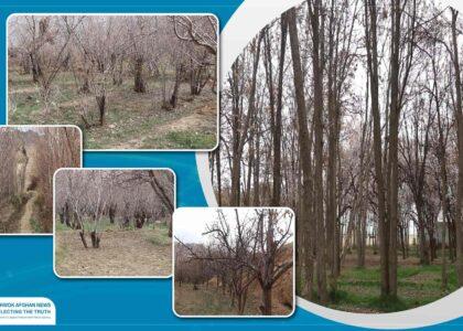 Ghazni farmers seek drought-resistant saplings, improved seeds