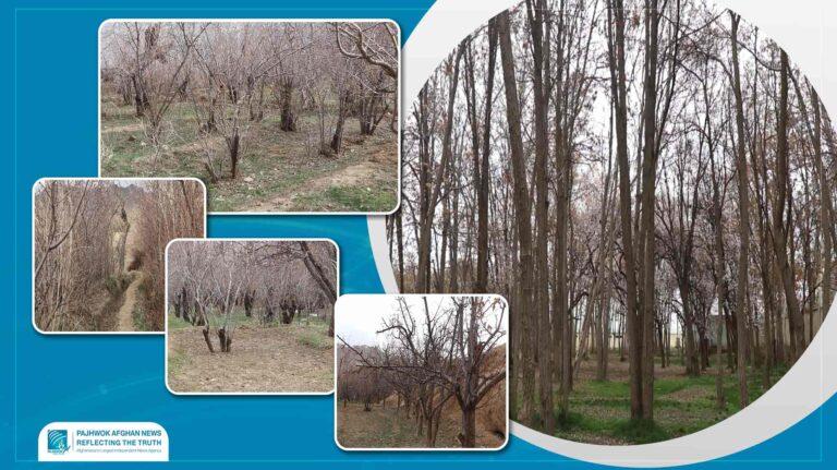 Ghazni farmers seek drought-resistant saplings, improved seeds