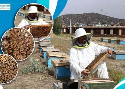 Honey production grows in Afghanistan amid challenges for beekeepers