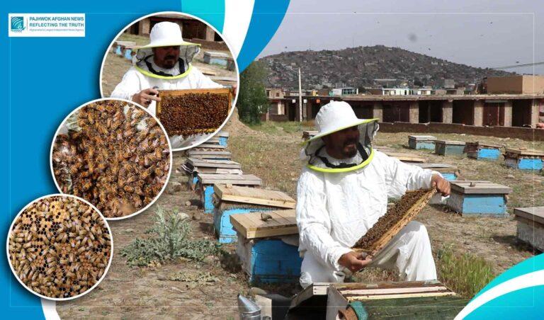 Honey production grows in Afghanistan amid challenges for beekeepers