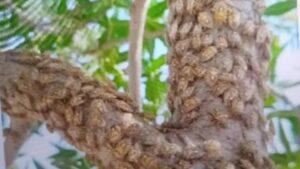 Bug infestation hits Badghis farmlands, officials say control efforts underway
